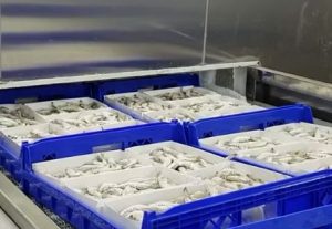 Efisiensi Jalur Produksi Frozen Food dengan CheckWeigherPro