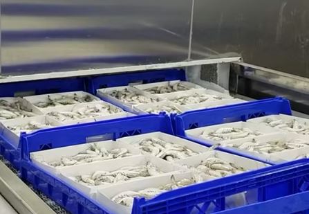 Efisiensi Jalur Produksi Frozen Food dengan CheckWeigherPro