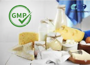 Audit GMP di Produksi Keju dan Dairy